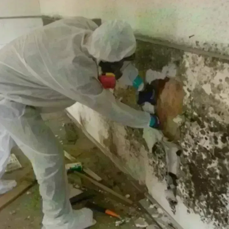 Mold Remediation and Removal in Franklin, NE